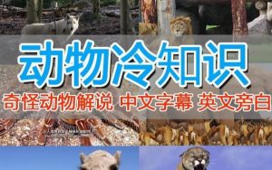 外面卖1699的国外纪录片解说(动物解说、美食、动画片)稳过中视频-88共享